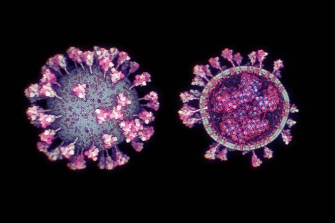 Novo estudo sugere que imunidade ao coronavírus pode durar anos