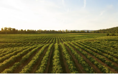 Brasil deve ter safra recorde de 263 milhões de toneladas em 2022, diz IBGE